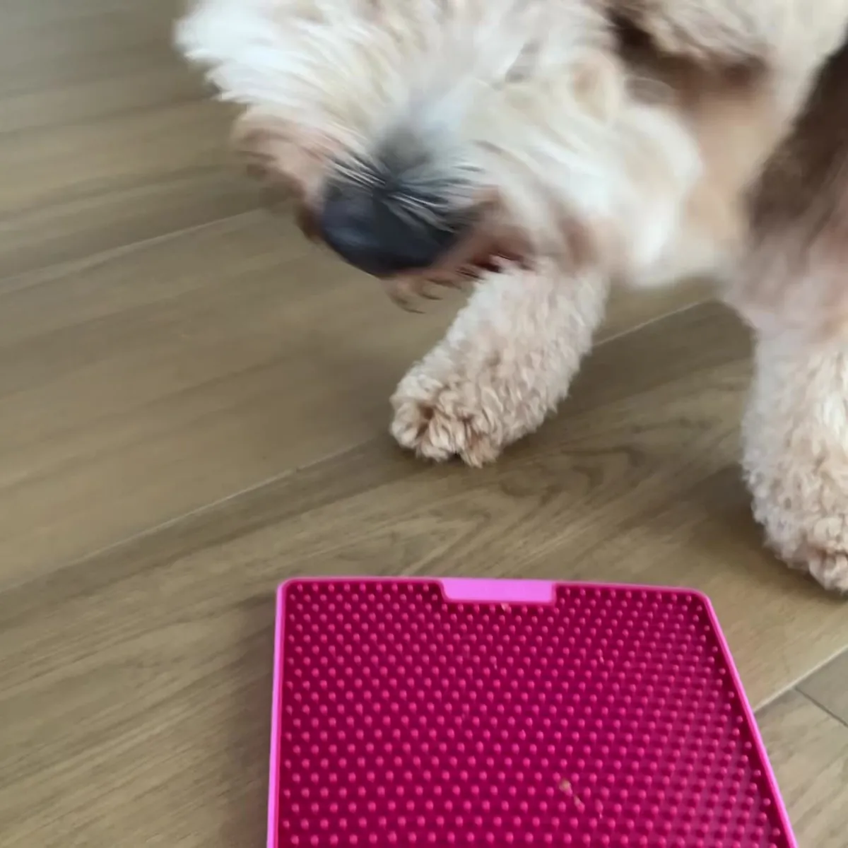 Thumbnail: Peanut Butter Pupcakes
