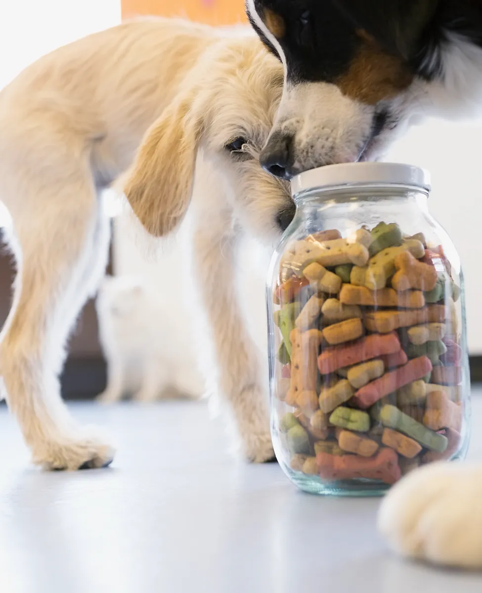 Dogs with Dog Food Jar